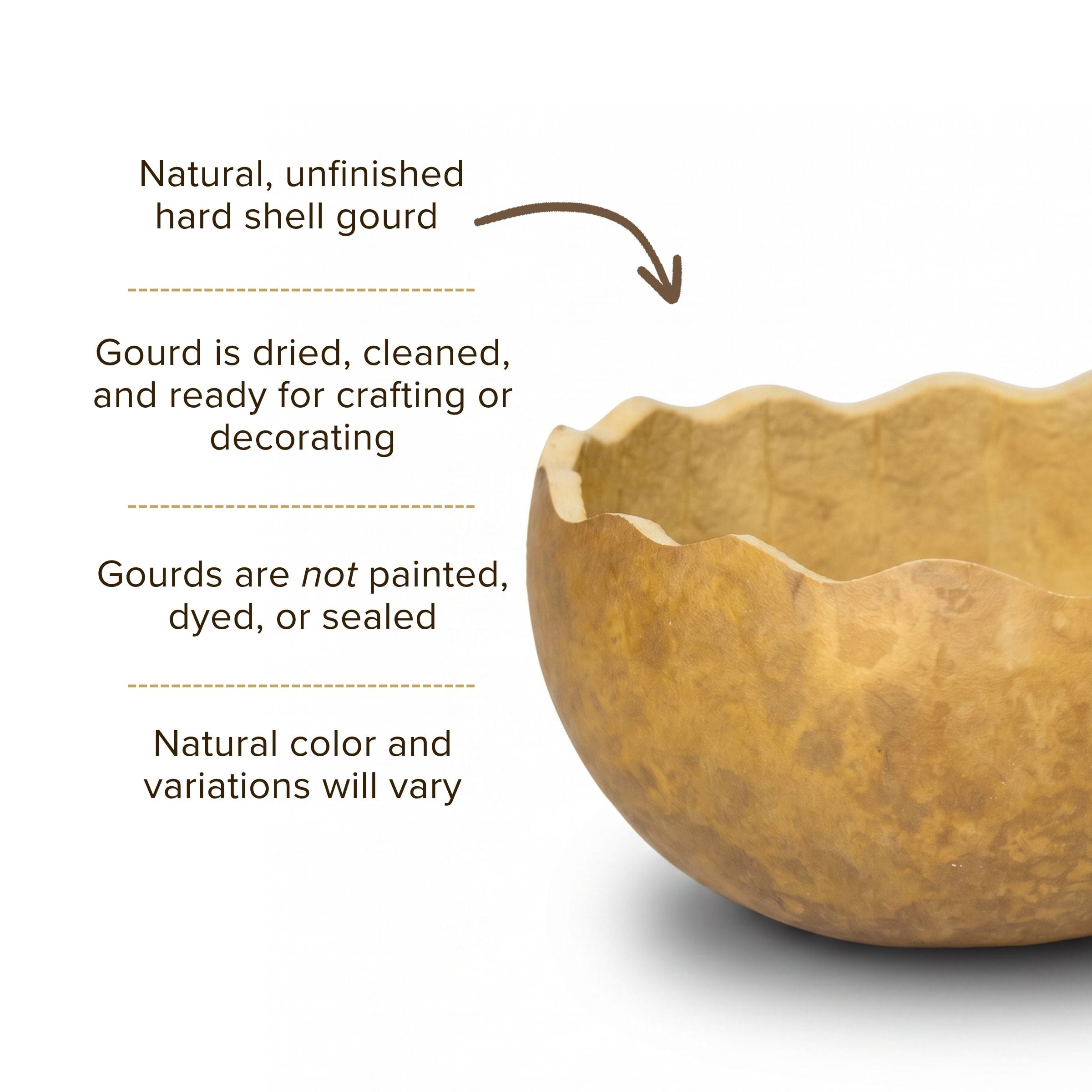 Dried 7" Scalloped Cut Gourd Bowl