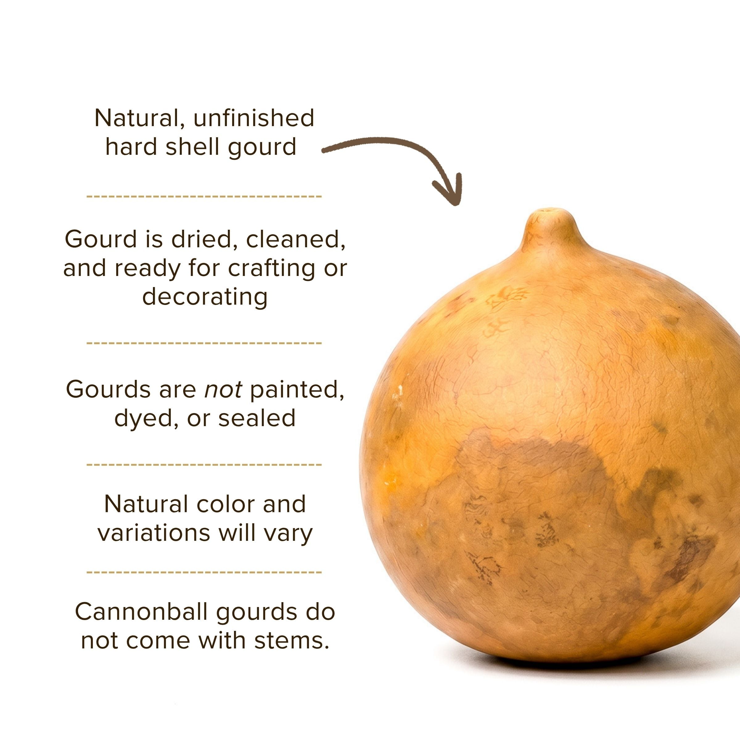 Dried Cannonball Gourd - 3" in Diameter