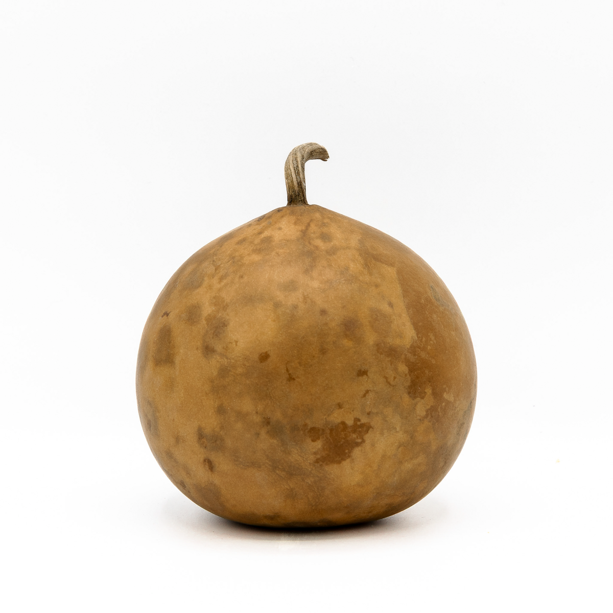 4 inch dried cannonball gourd amongst a white background at Meadowbrooke Gourds.
