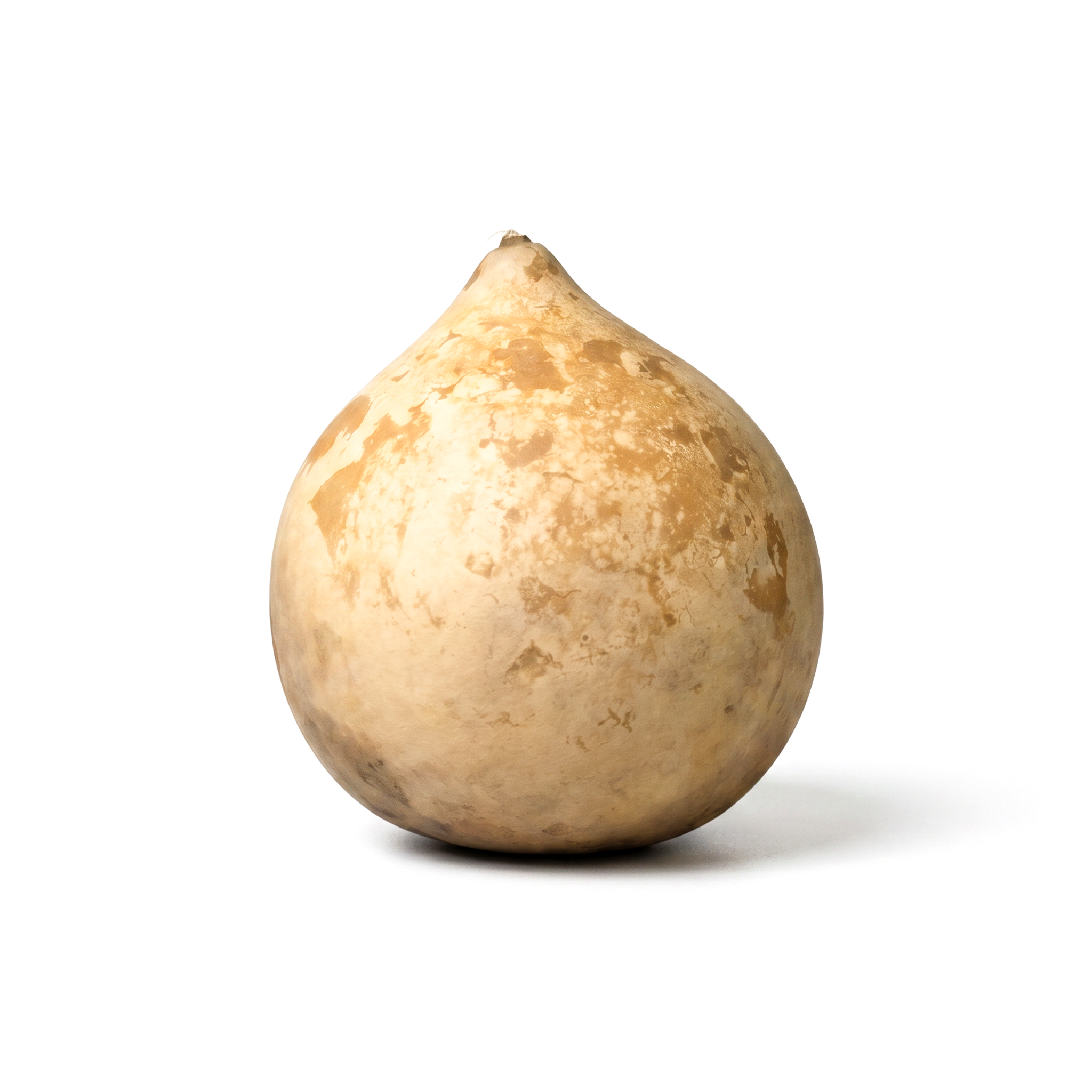 Dried Cannonball Gourd - 4" Diameter