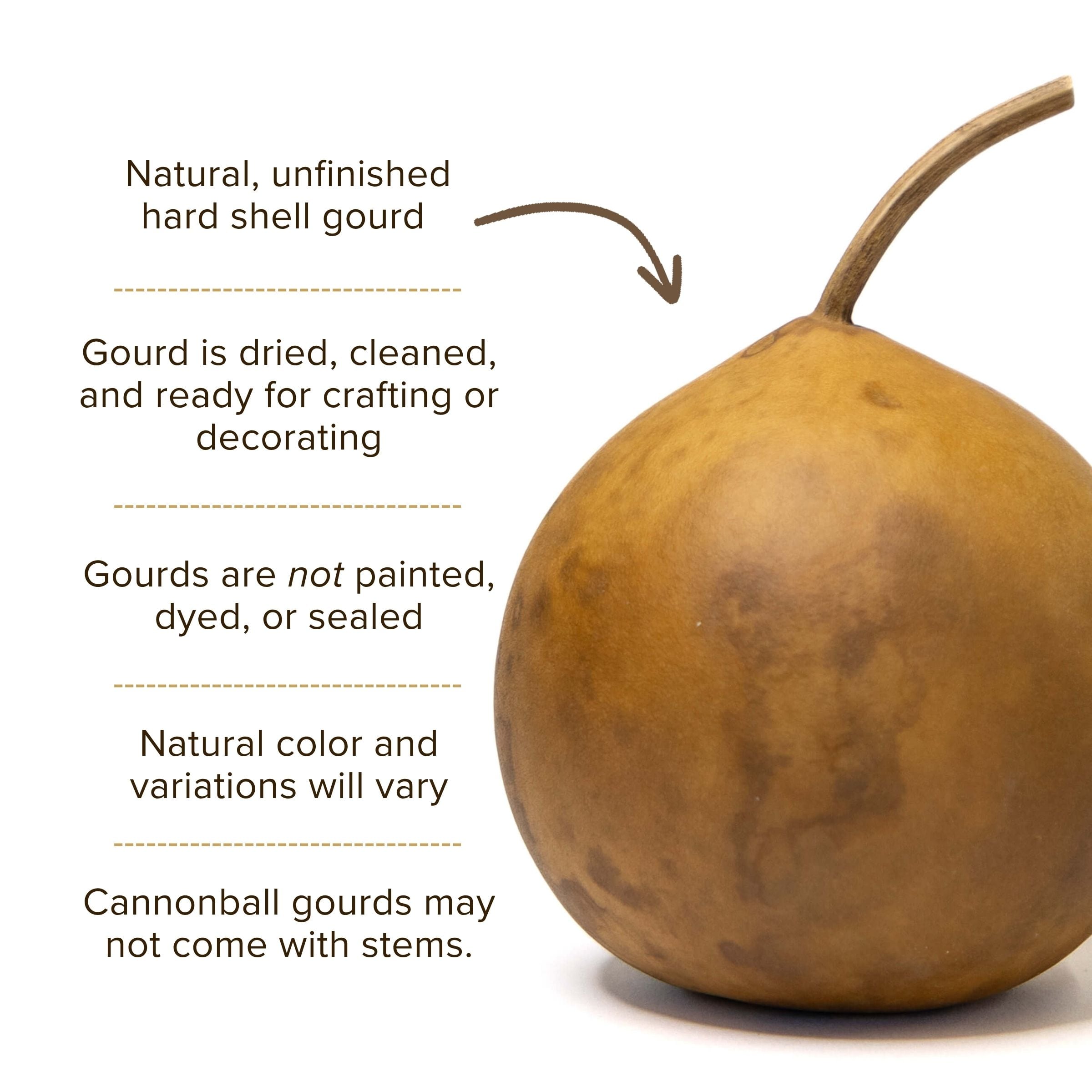 Dried Cannonball Gourd - 5" in Diameter