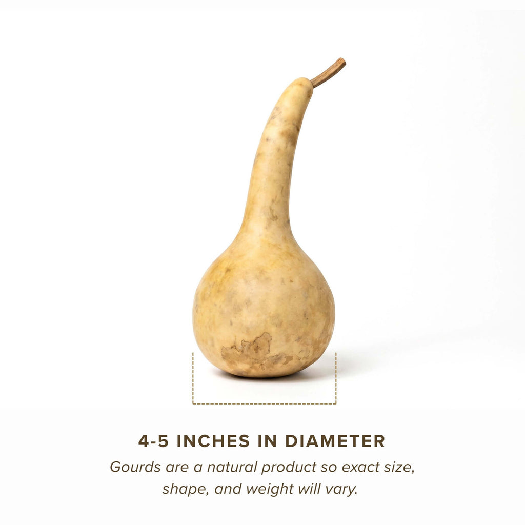 Dried Dipper Gourd - 3.5" in Diameter