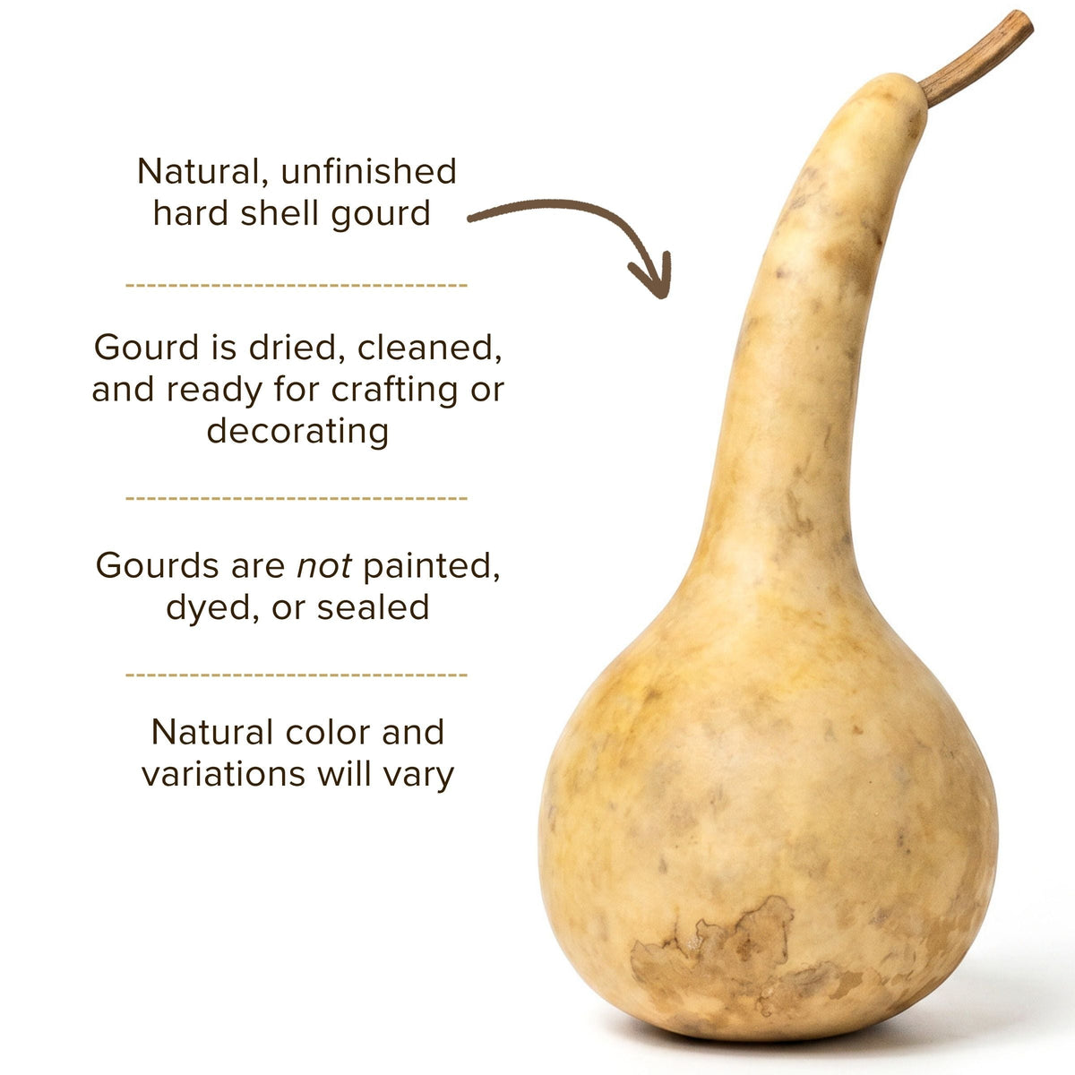 Dried Dipper Gourd - 3.5" in Diameter