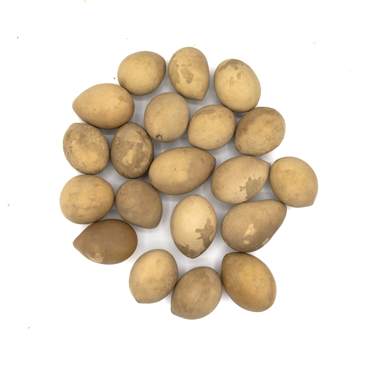 Dried medium gourd eggs in a pile amongst a white background at Meadowbrooke Gourds.