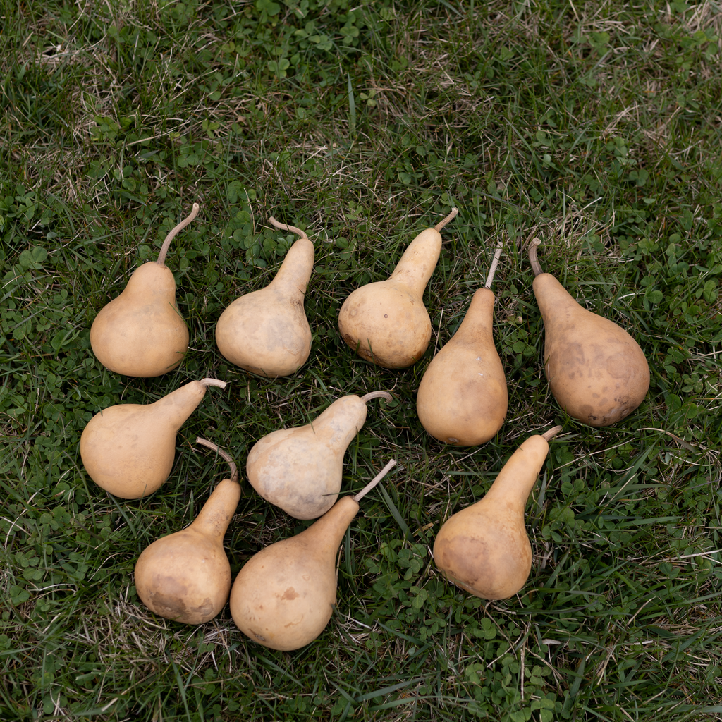 Dried Martin Gourd - 2" in Diameter
