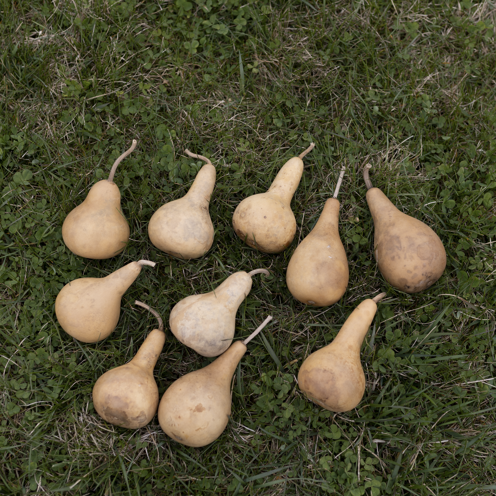 Dried Martin Gourd - 2" in Diameter