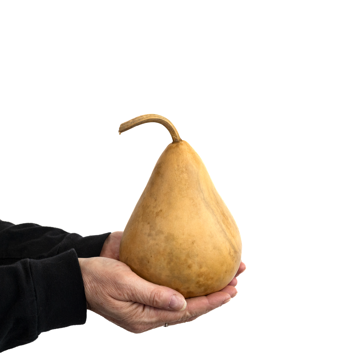 4 inch martin dried gourd set amongst a white background, held in hands for size reference at Meadowbrooke Gourds.