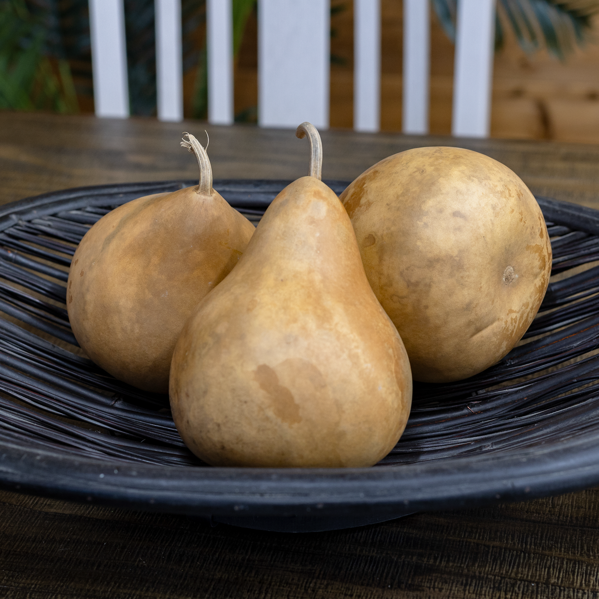 5 inch martin dried gourds in a set of three styled in a black woven basket at Meadowbrooke Gourds. 
