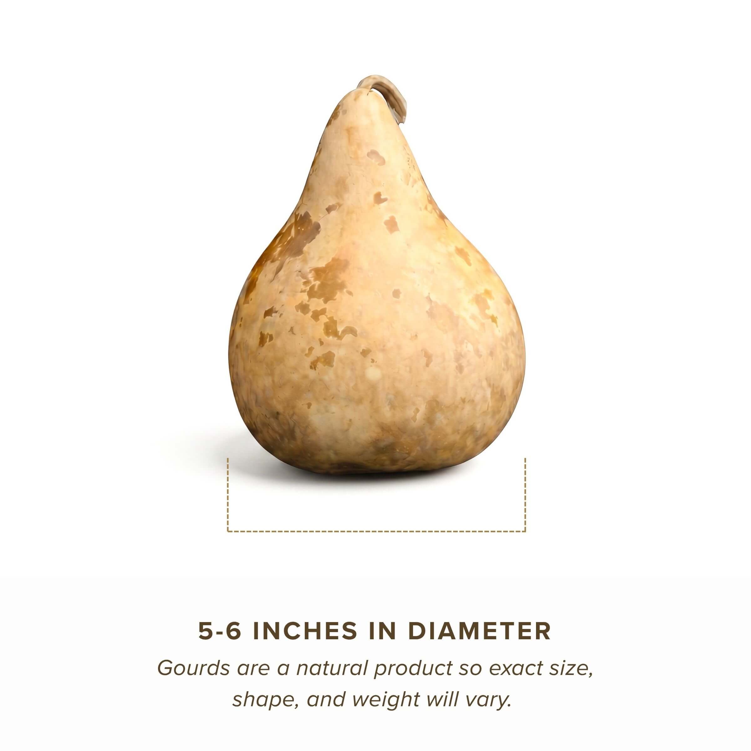 Dried Martin Gourd - 5" in Diameter
