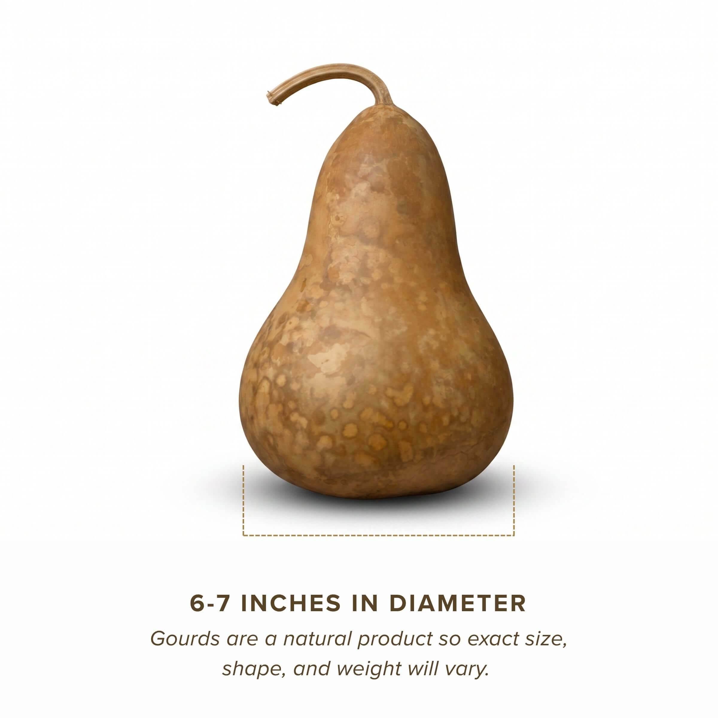 Dried Martin Gourd - 6" in Diameter