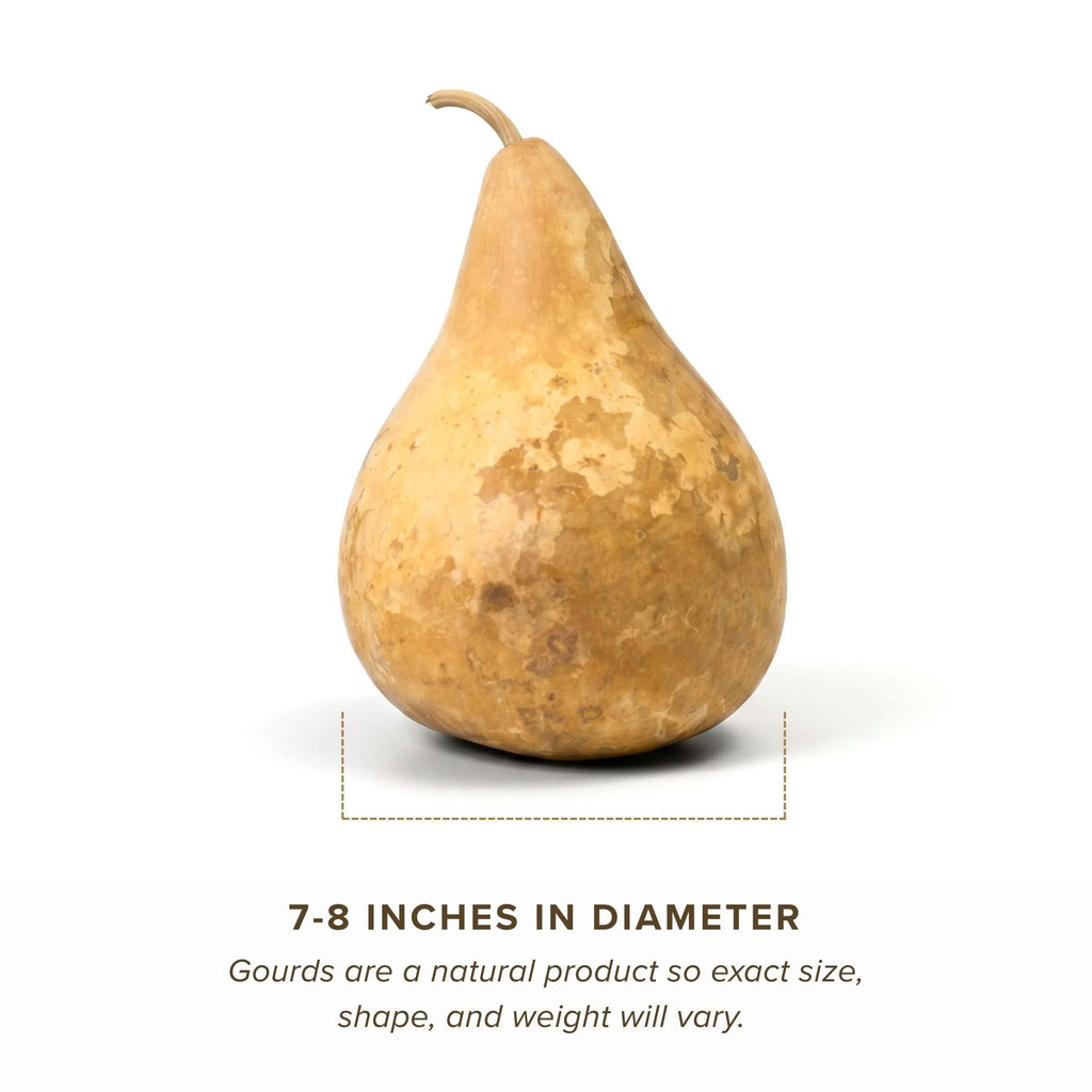 Dried Martin Gourd - 7" in Diameter
