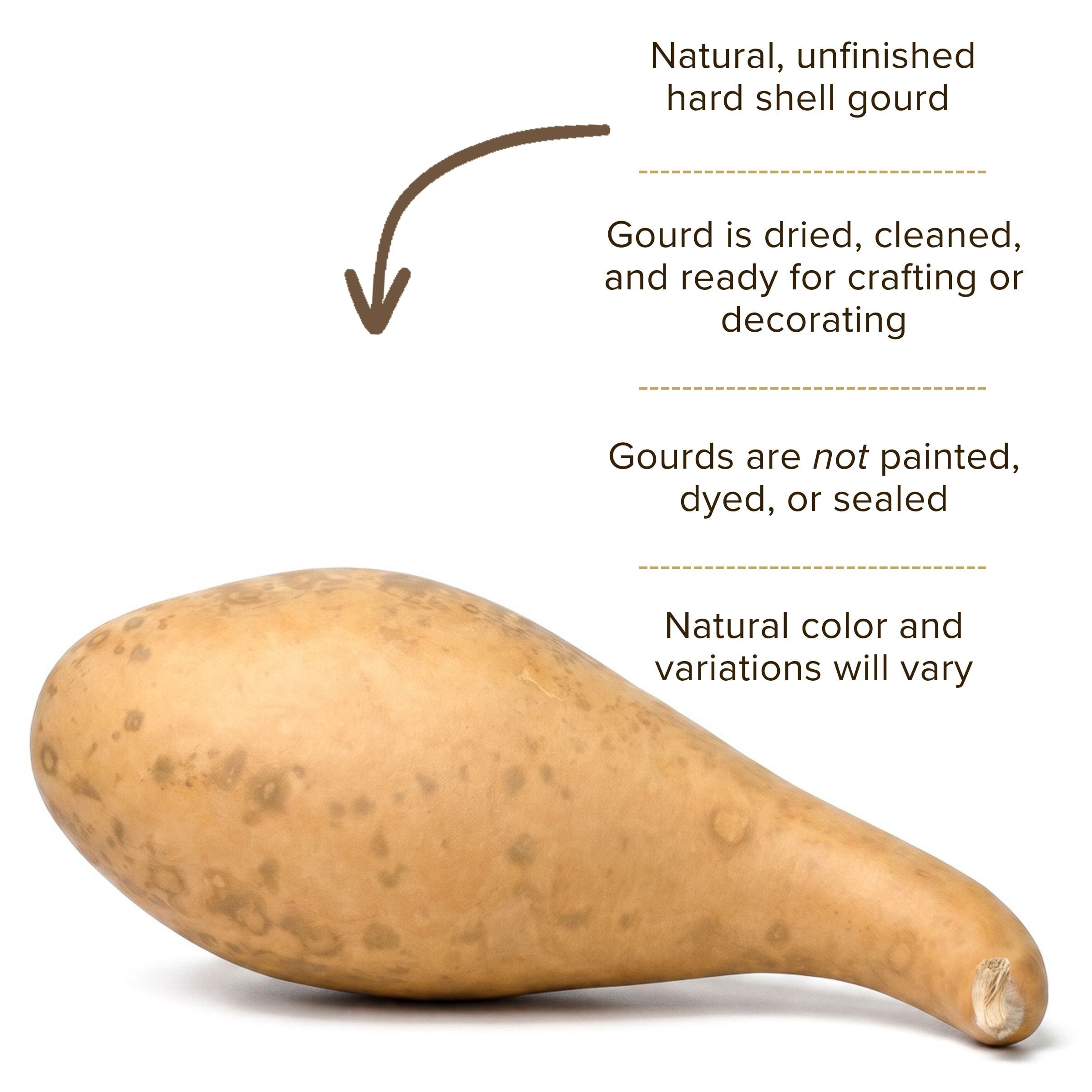 Dried 8-10" Penguin Gourd