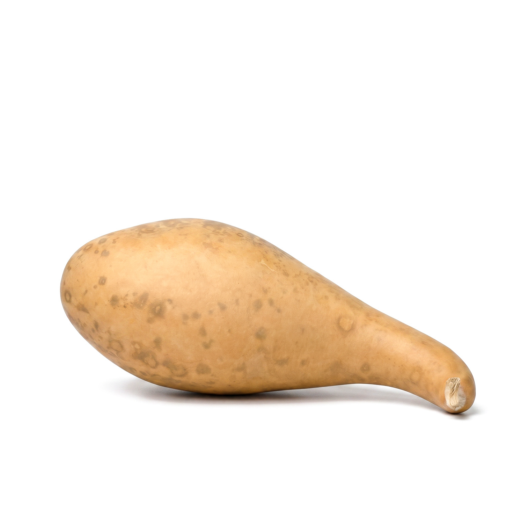 Dried 8-10" Penguin Gourd