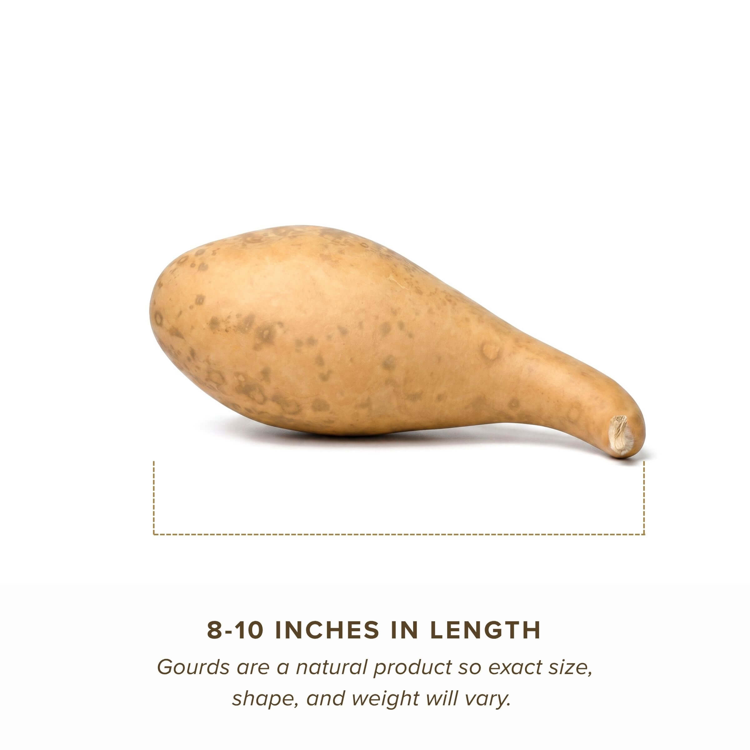Dried 8-10" Penguin Gourd