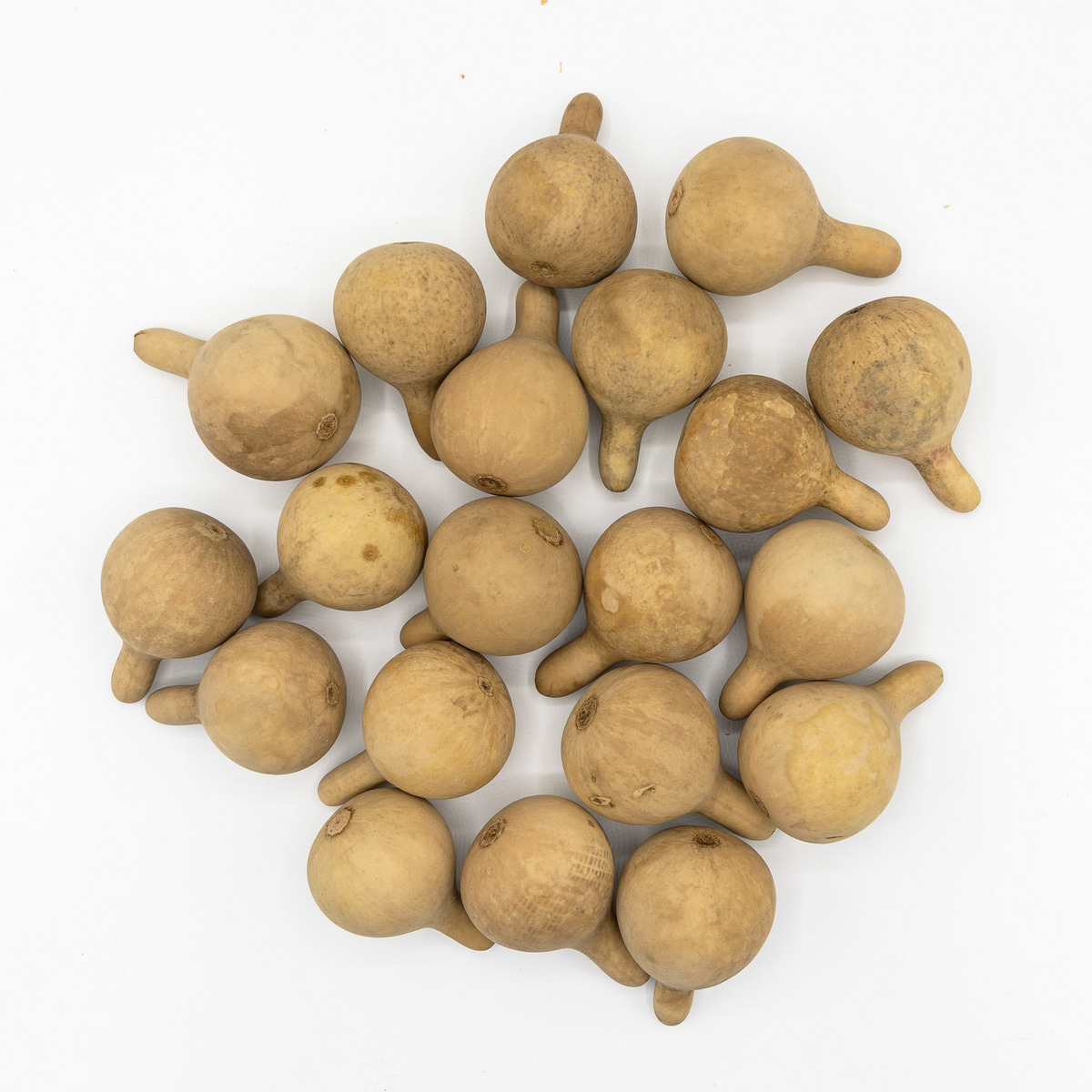 Large spinner dried gourds amongst white background at Meadowbrooke Gourds.