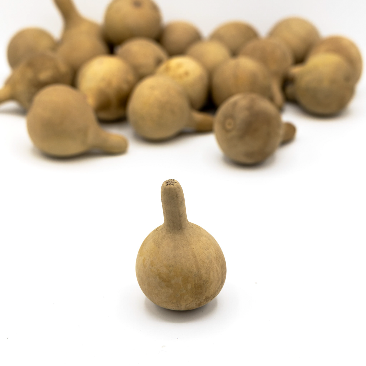 Large spinner dried gourds amongst white background at Meadowbrooke Gourds.