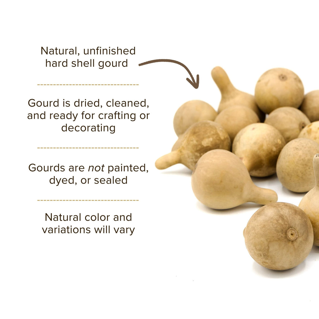 Dried Spinner Gourd - Large