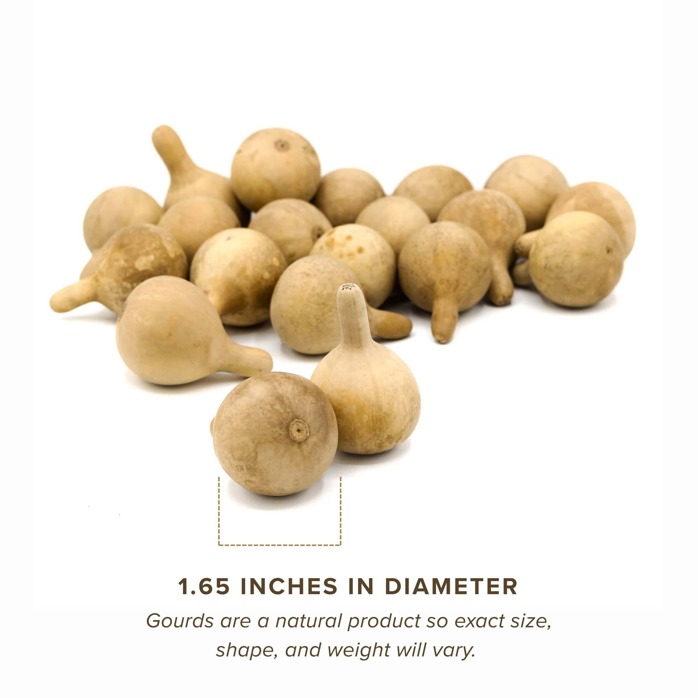 Dried Spinner Gourd - Large
