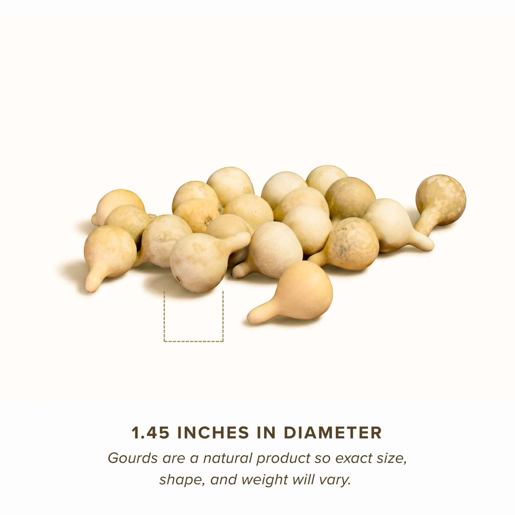 Dried Spinner Gourd - Medium
