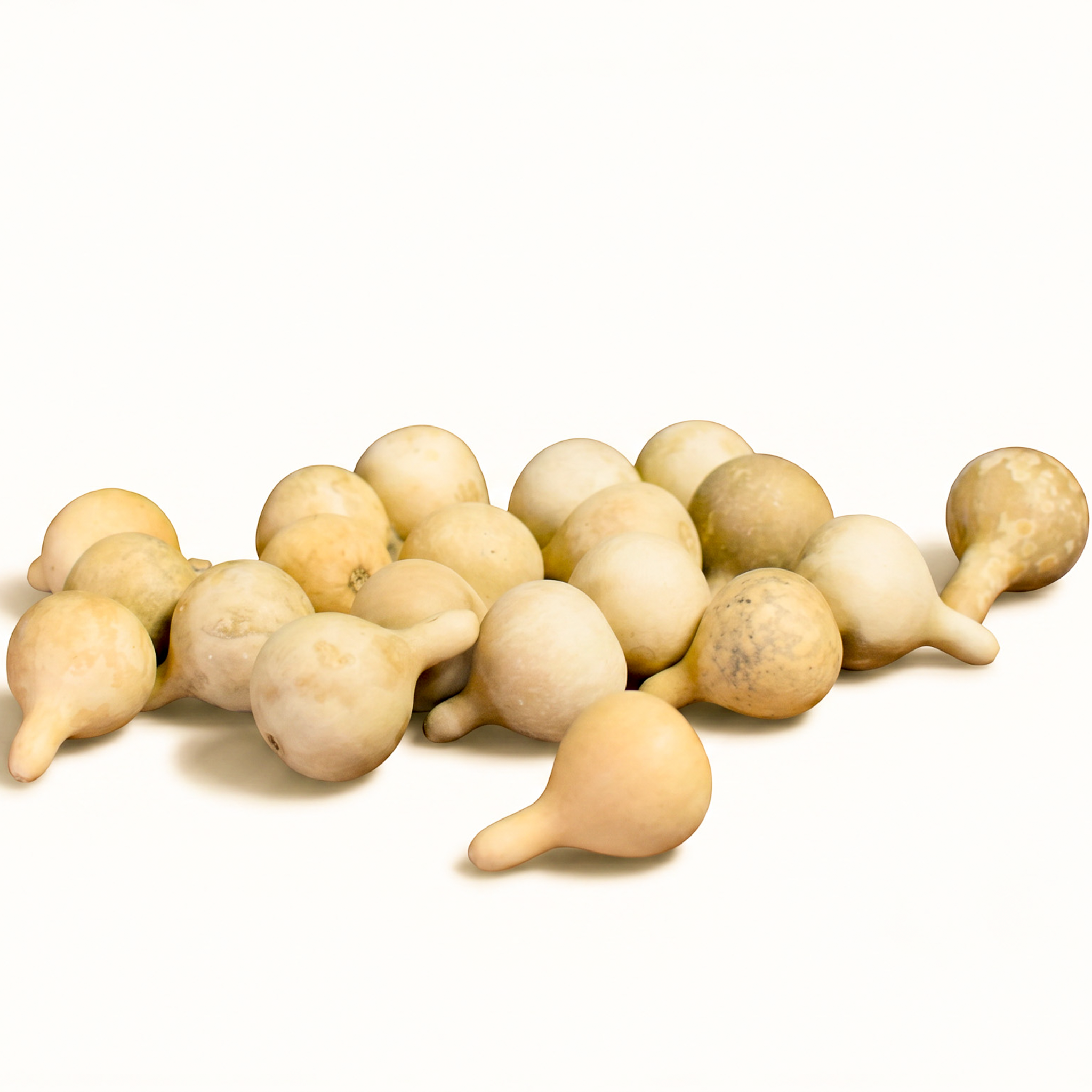 Dried Spinner Gourd - Medium