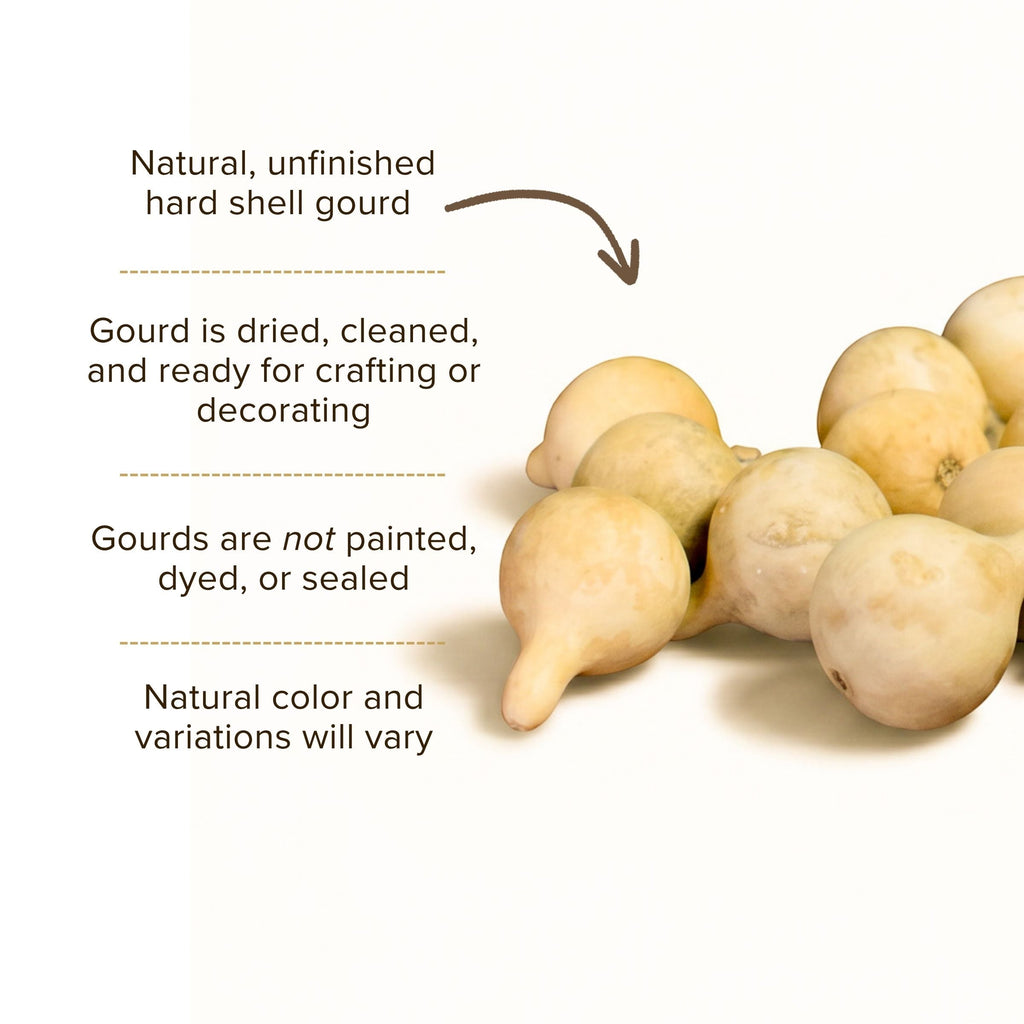 Dried Spinner Gourd - Medium