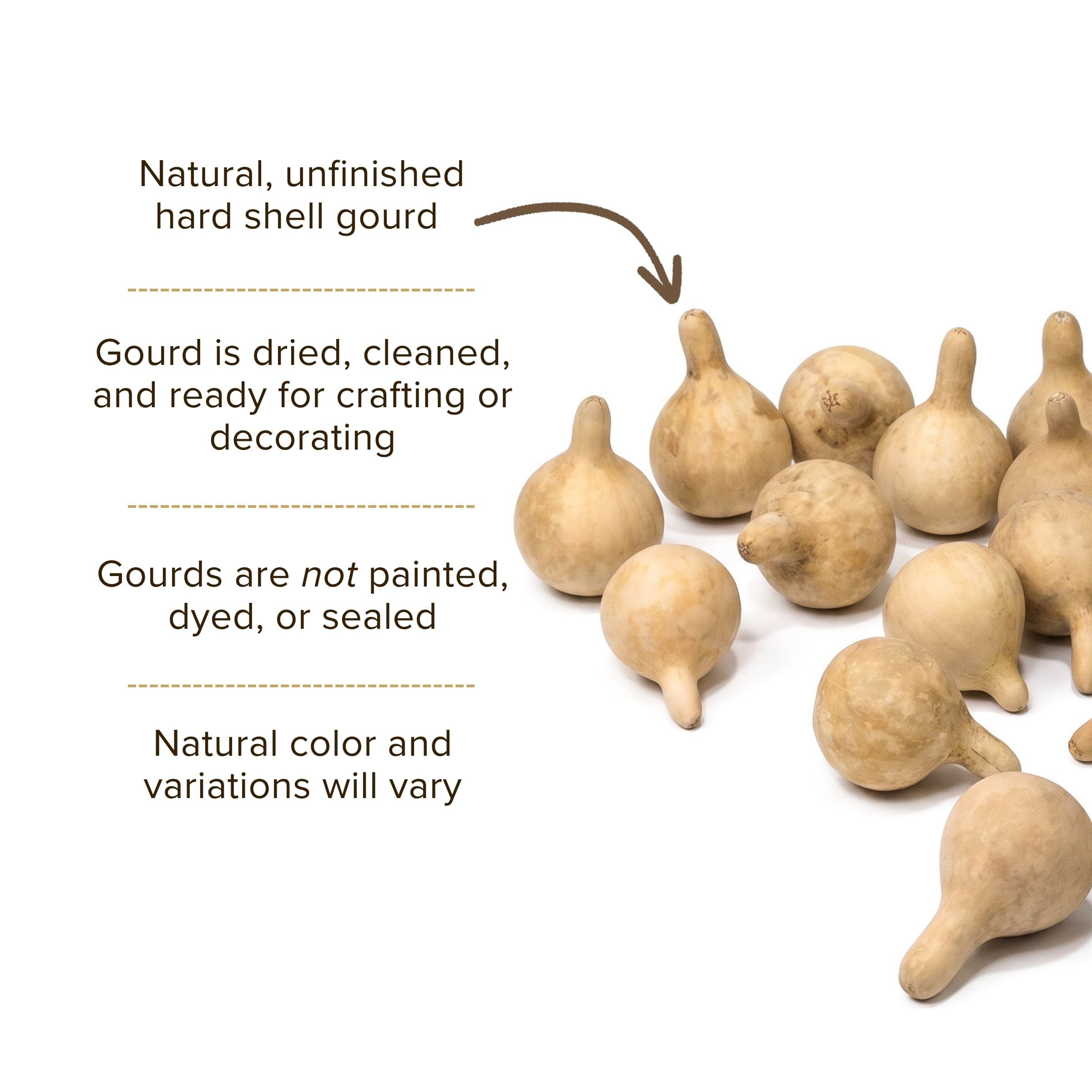Dried Spinner Gourd - Small