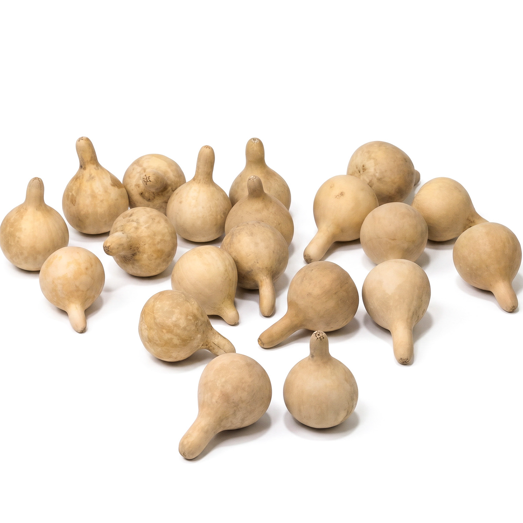 Dried Spinner Gourd - Small