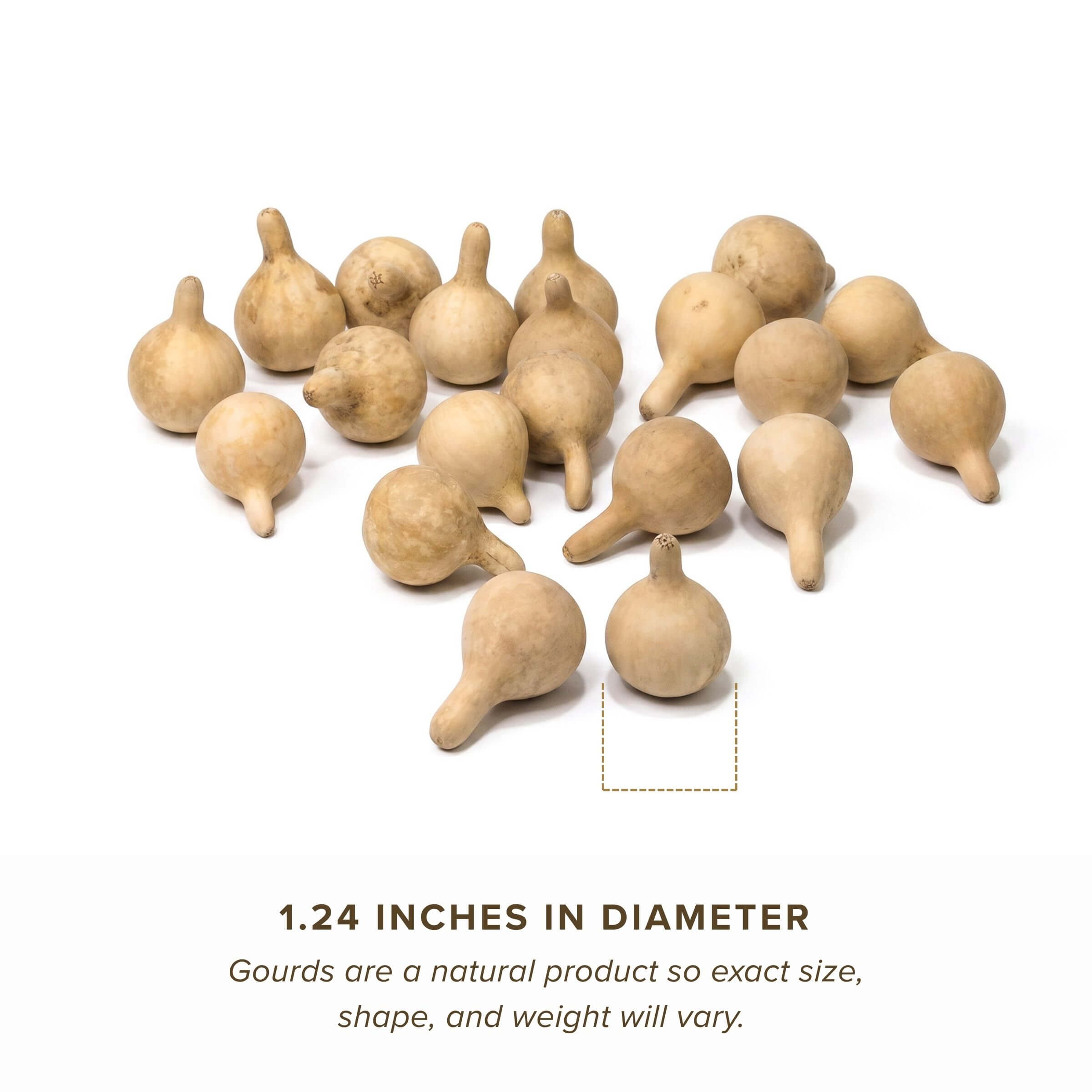 Dried Spinner Gourd - Small