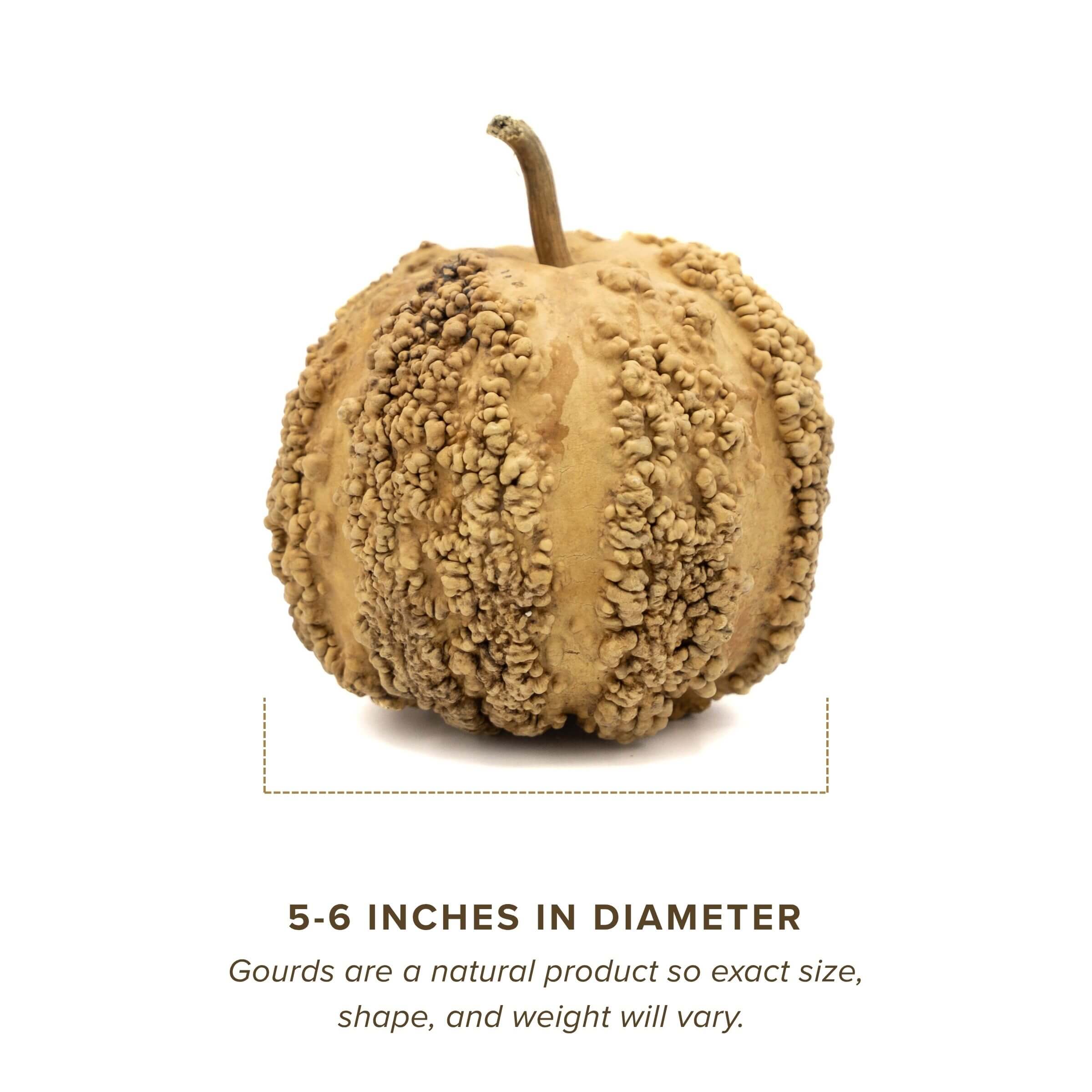 Dried Warty Gourd