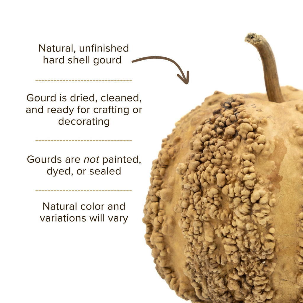 Dried Warty Gourd