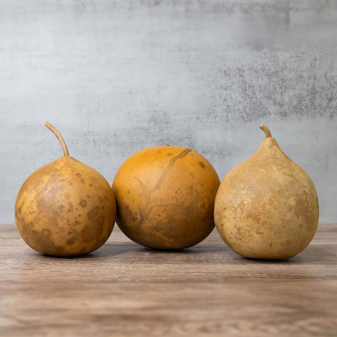 5" Cannonball Gourds at Meadowbrooke Gourds. 
