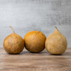 5" Cannonball Gourds at Meadowbrooke Gourds. 
