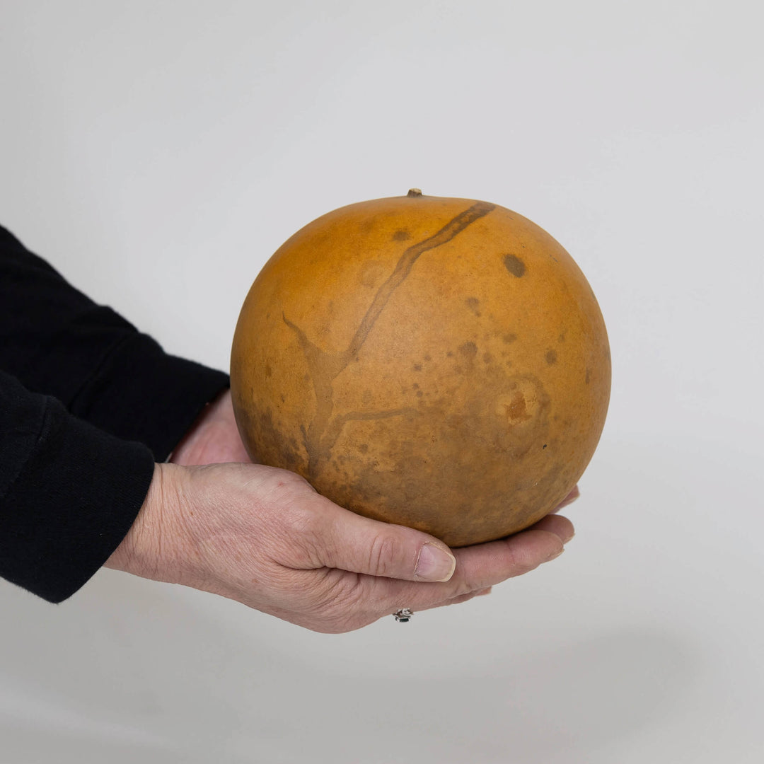 5" Cannonball Gourds at Meadowbrooke Gourds. 