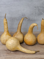 Dipper gourds at Meadowbrooke Gourds