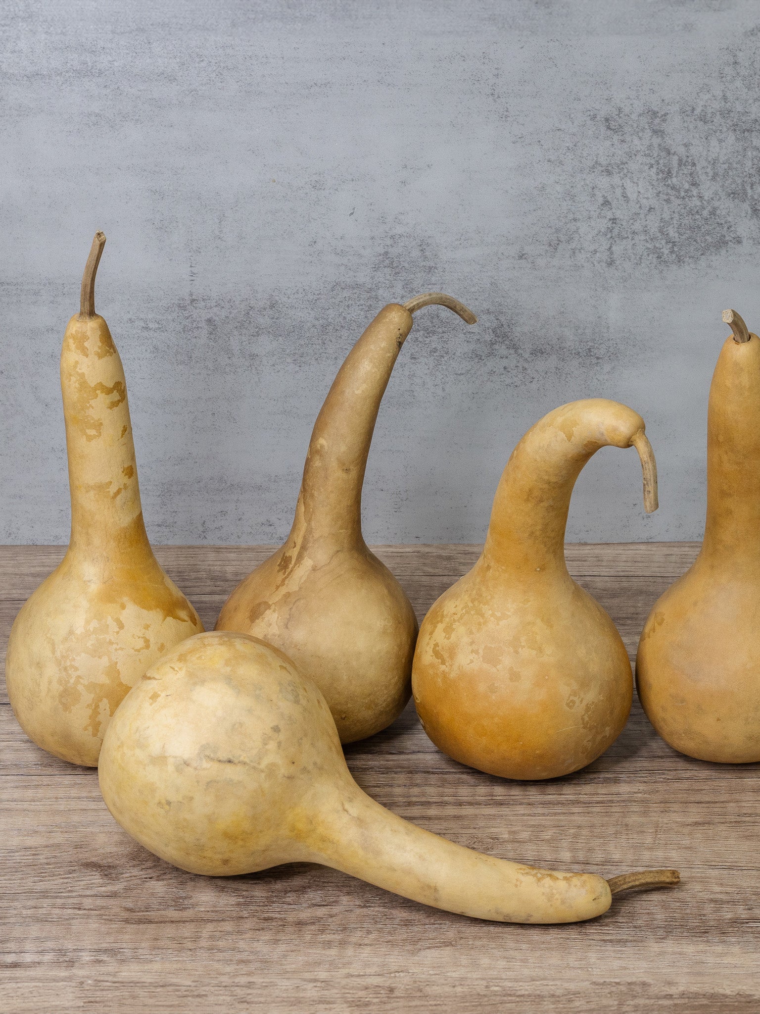 Dipper gourds at Meadowbrooke Gourds