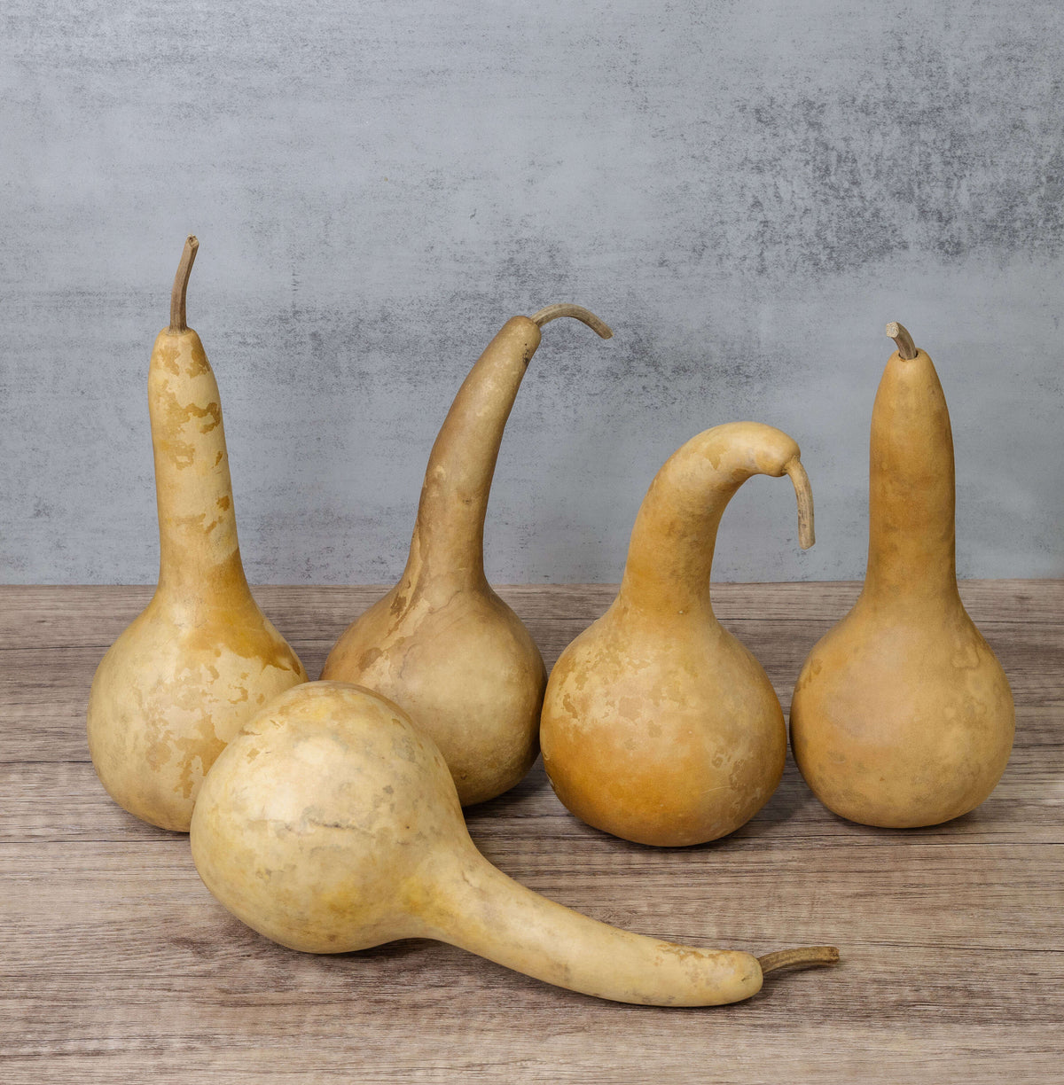 Dried Dipper Gourd - 3.5" in Diameter