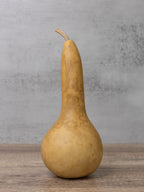 Dipper gourd at Meadowbrooke Gourds