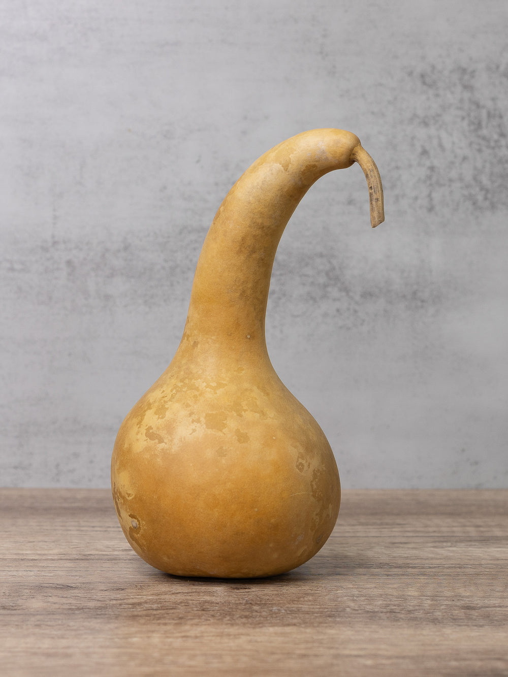 Dipper gourd at Meadowbrooke Gourds