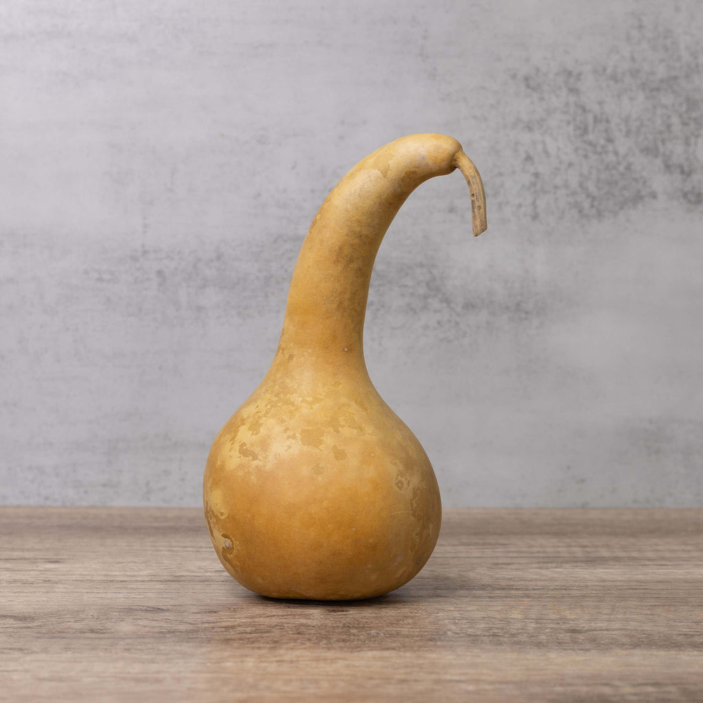 Dried Dipper Gourd - 3.5" in Diameter