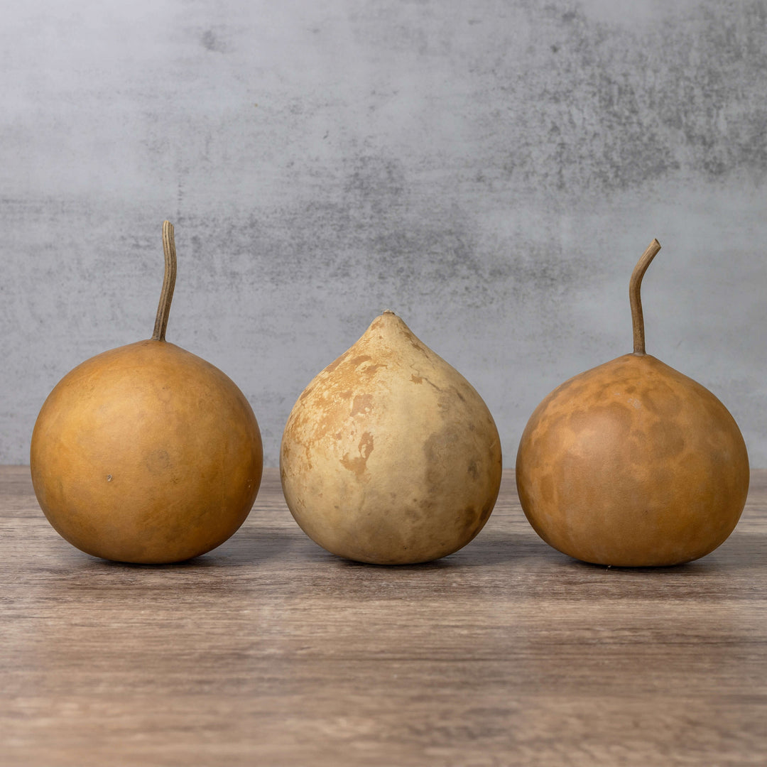 4" Cannonball Gourds at Meadowbrooke Gourds. 