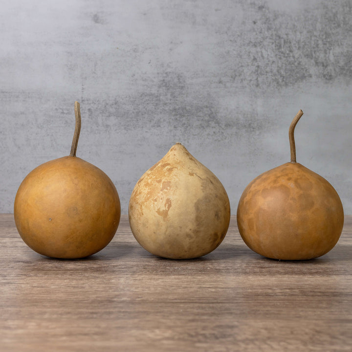 4" Cannonball Gourds at Meadowbrooke Gourds. 