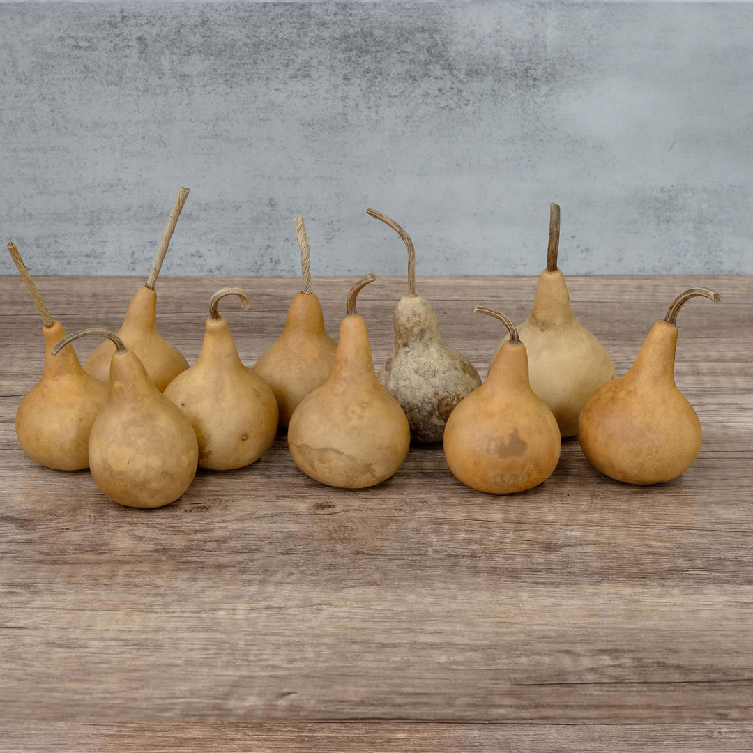 2" Martin Gourds at Meadowbrooke Gourds. 