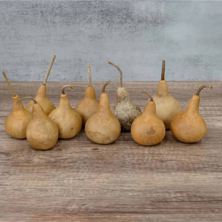 2" Martin Gourds at Meadowbrooke Gourds. 