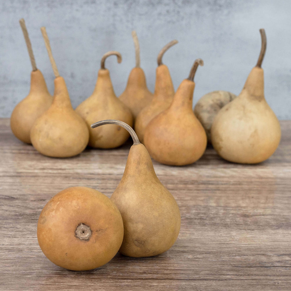 2" Martin Gourds at Meadowbrooke Gourds. 