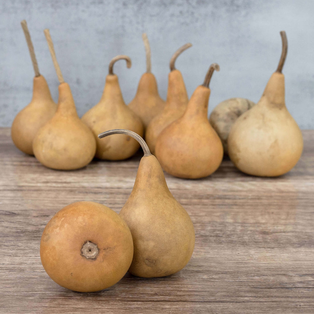 2" Martin Gourds at Meadowbrooke Gourds. 