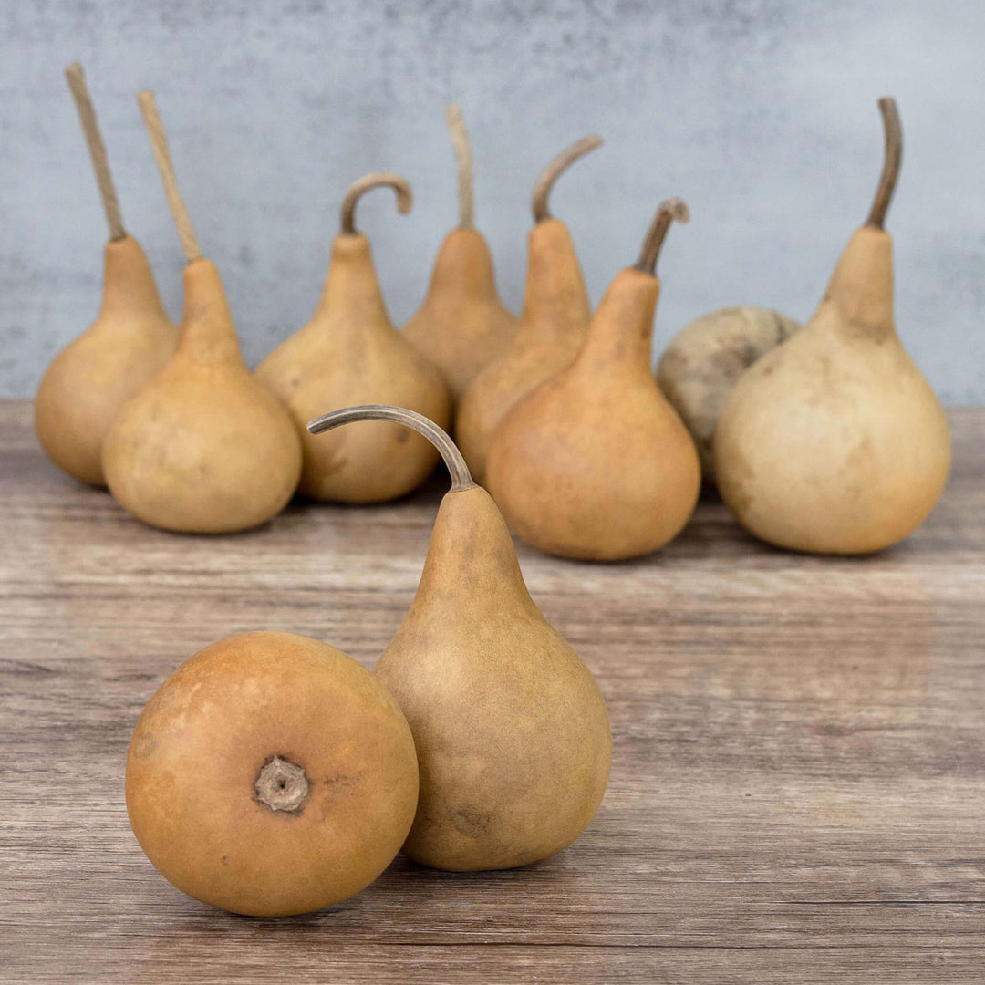 2" Martin Gourds at Meadowbrooke Gourds. 