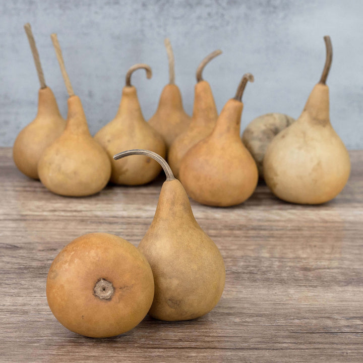 2" Martin Gourds at Meadowbrooke Gourds. 
