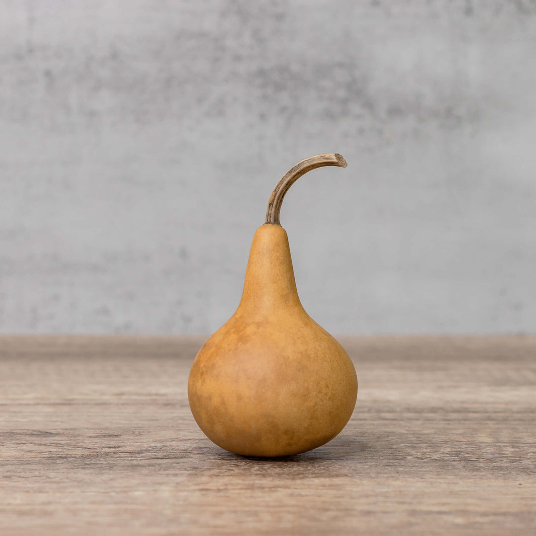2" Hard Shell Martin Gourds at Meadowbrooke Gourds.