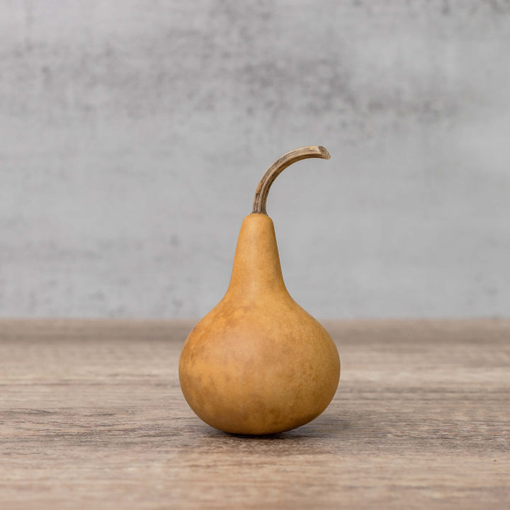 2" Hard Shell Martin Gourds at Meadowbrooke Gourds.