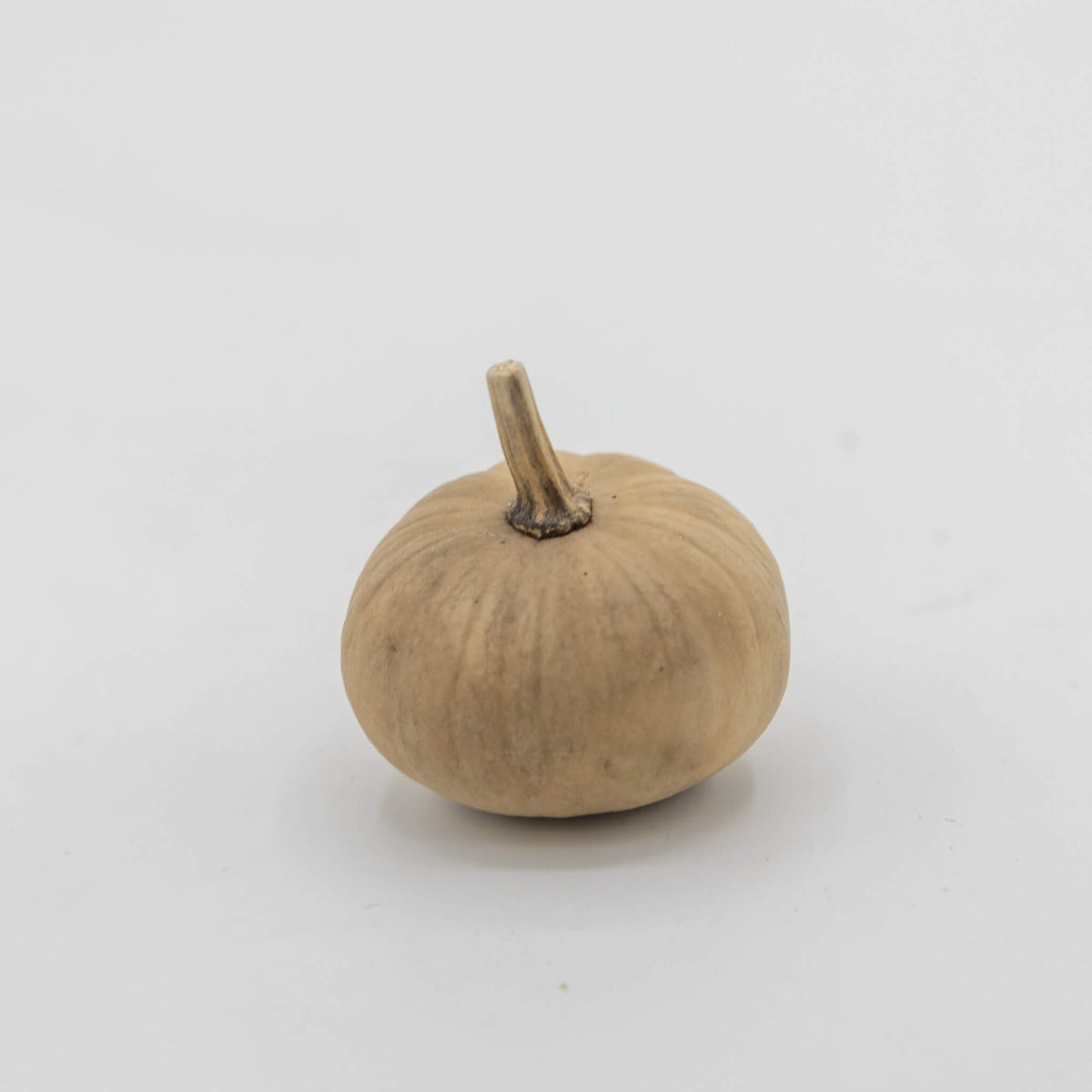 Dried mini pumpkin gourd amongst a white background at Meadowbrooke Gourds. 
